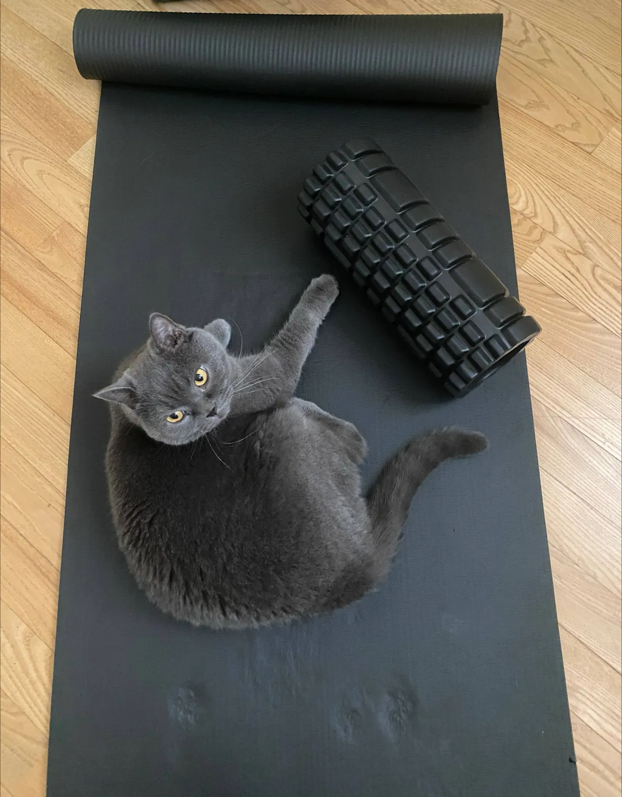 Cat on a yoga mat